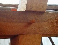 Holznagel